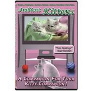 Ambient Kittens DVD
