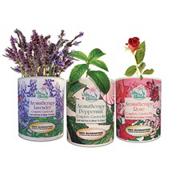 Aromatherapy Garden in a Can (set of 3)