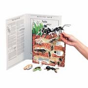 Ant Book Plus Model Ants
