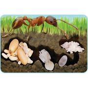 More info about Giant Life Cycle Puzzles (set of 4) Giant Life Cycle Puzzles (set of 4)