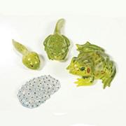 Frog Life Cycle Stages Figures (set of 4)
