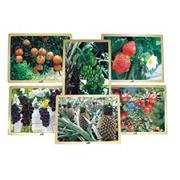 Growing Up Green Healthy Eating Fruit Puzzle Set (set of 6)