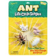 Ant Life Cycle Stages Figures (pack of 4)