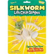 Silk Worm Life Cycle Set (set of 4)