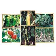 Growing Up Green Healthy Eating Vegetable Puzzle Set (set of 6)