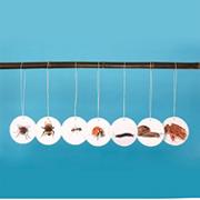 Life Cycle Mobiles