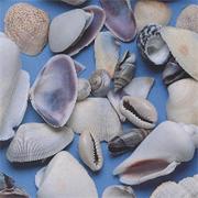 Shells Small 14-oz Bag (pack of 375)