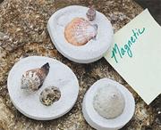 Fossil Shell Magnets Craft Kit  (makes 24)