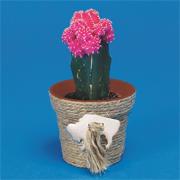 Cactus Growing Craft Kit  (makes 12)