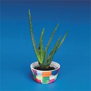 Aloe Growing Kit  (makes 24)