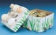 Shell Treasure Boxes Craft Kit (makes 24)