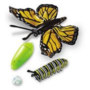 Giant Inflatable Butterfly Life Cycle (set of 4)