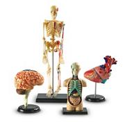 Anatomy Models Set