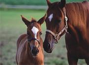 Melissa & Doug� Mare and Foal Jigsaw Puzzle