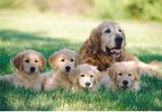 Melissa & Doug� Golden Retriever with Puppies Puzzle