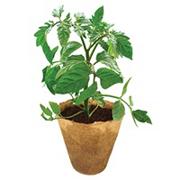 Veggie Garden Kit (kit of 18)