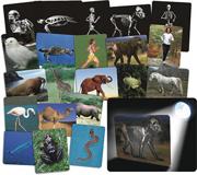 What's Inside Animals Cards (pack of 16)