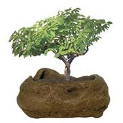 Bonsai Rock Garden Kit
