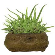 Aloe Rock Garden Kit