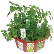 Tea House Garden Kit