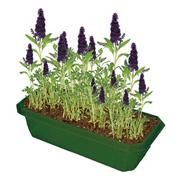 Butterfly Bush Windowsill Garden Kit