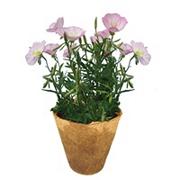 Outdoor Flower Garden