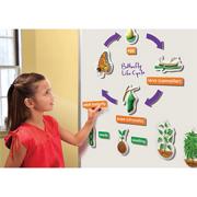 Life Cycle Magnet Set