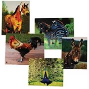 Photo Knob Puzzle Set (set of 5)