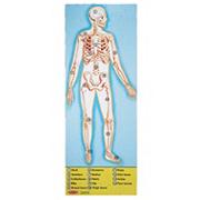 More info about Melissa & Doug® Human Body Floor Puzzle Melissa & Doug® Human Body Floor Puzzle