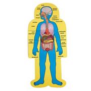 Child-Size Human Body Charts  (set of 2)