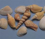 Shells! Shells! Shells! (pack of 85)