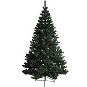 Canadian Pine Tree, 7'